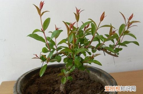 石榴树叶子变黄怎么办 盆栽石榴树叶子黄叶怎么办呢？怎么救？