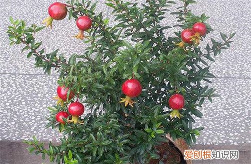 石榴树叶子变黄怎么办 盆栽石榴树叶子黄叶怎么办呢？怎么救？