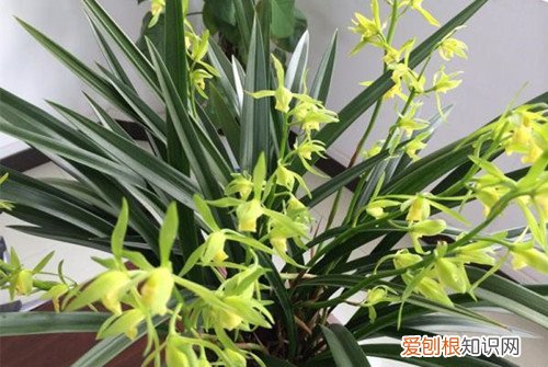 春兰不开花是什么原因 养了好几年的春兰为什么不开花？原因有这3种！