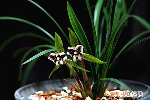 春兰不开花是什么原因 养了好几年的春兰为什么不开花？原因有这3种！