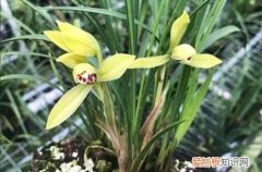 春兰不开花是什么原因 养了好几年的春兰为什么不开花？原因有这3种！