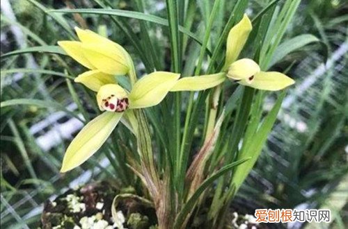 春兰不开花是什么原因 养了好几年的春兰为什么不开花？原因有这3种！