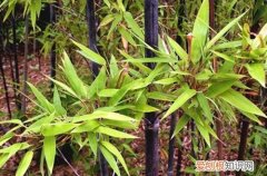 紫竹室内盆栽养殖方法 盆栽的紫竹要怎么养护？记住这六点养护方法，就能养护好！