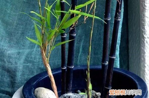 紫竹室内盆栽养殖方法 盆栽的紫竹要怎么养护？记住这六点养护方法，就能养护好！