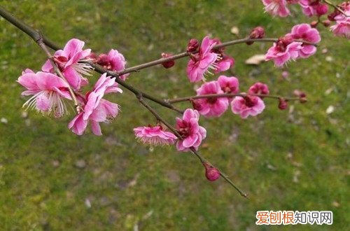梅花的养植方法 梅花要怎样种植？梅花要怎么养护才能长得好？