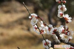 梅花的养植方法 梅花要怎样种植？梅花要怎么养护才能长得好？