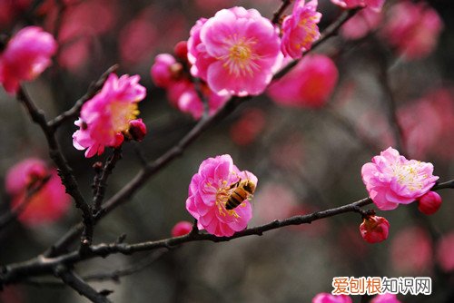 梅花的养植方法 梅花要怎样种植？梅花要怎么养护才能长得好？