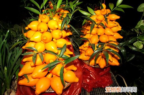 黄金果盆景怎么养护 黄金果 黄晶果怎么养护？要注意什么事项？