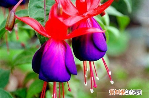 倒挂金钟枝条太长怎么剪 倒挂金钟怎么修剪？在这四种情况下修剪，就能多分枝多开花！