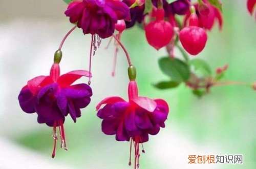 倒挂金钟枝条太长怎么剪 倒挂金钟怎么修剪？在这四种情况下修剪，就能多分枝多开花！