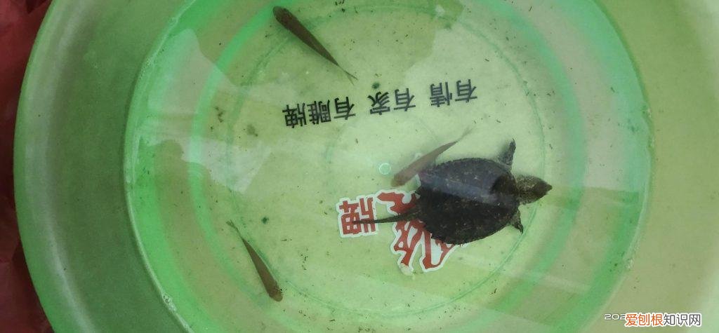 乌龟怎么冬眠最安全 ，乌龟如何冬眠过冬？