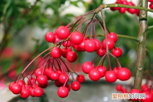 富贵籽开花不结果是什么原因 富贵子不开花不结果怎么办？是什么原因？