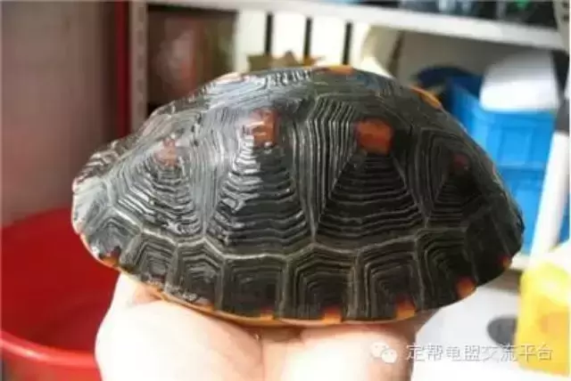 黄缘龟饲养环境 室内 ，黄缘龟环境种什么植物？