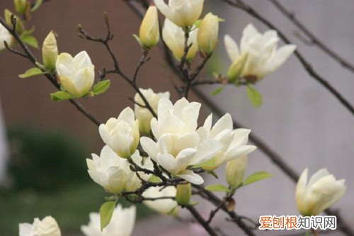 白玉兰剪枝注意事项 白玉兰如何修剪？注意修剪细节，就可以在夏季不断地开花！