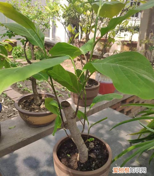 白玉兰剪枝注意事项 白玉兰如何修剪？注意修剪细节，就可以在夏季不断地开花！