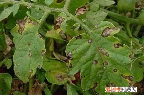 小番茄叶子有黑点 小番茄最近叶子很黑，可能是什么原因呢