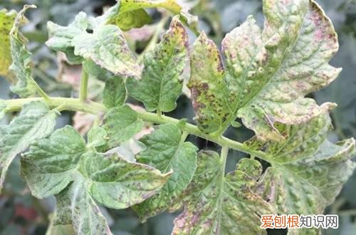 小番茄叶子有黑点 小番茄最近叶子很黑，可能是什么原因呢