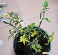 小番茄叶子有黑点 小番茄最近叶子很黑，可能是什么原因呢