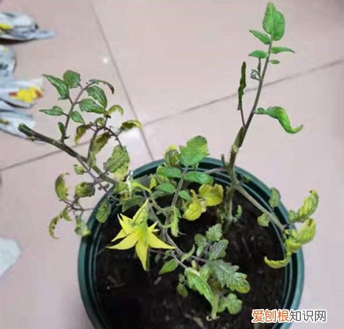小番茄叶子有黑点 小番茄最近叶子很黑，可能是什么原因呢
