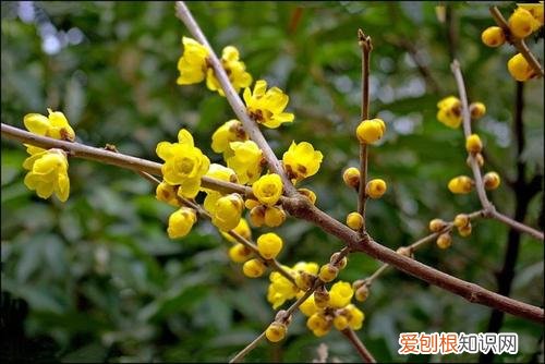 腊梅不出芽 腊梅一直不长叶子不发芽是怎么回事？
