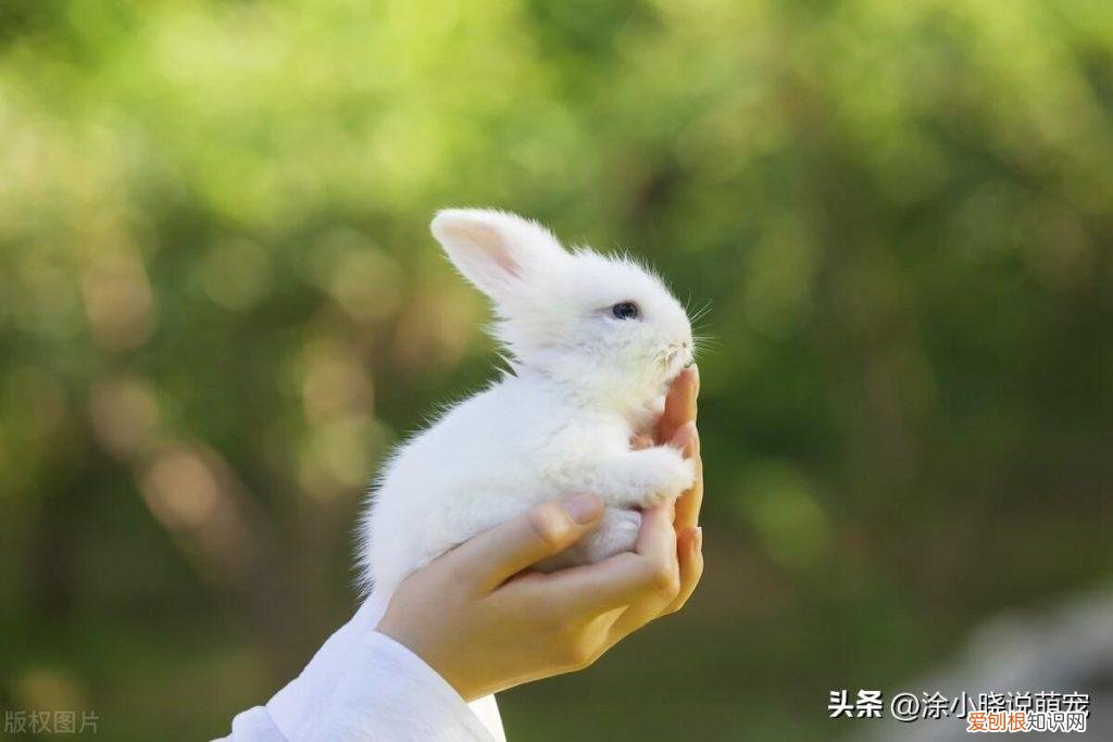 兔子饲养八大禁忌 ，兔子临死前的8个征兆？