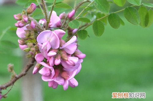 紫藤花什么时候开花和长叶子 紫藤花什么时候开花？开花少怎么办？