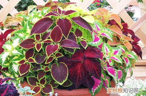 叶插苗什么时候换盆 彩叶草哪个时候可以换盆呢？上盆后要怎么养护呢？