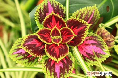 叶插苗什么时候换盆 彩叶草哪个时候可以换盆呢？上盆后要怎么养护呢？
