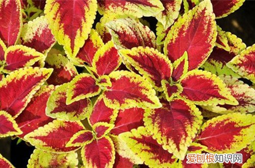 叶插苗什么时候换盆 彩叶草哪个时候可以换盆呢？上盆后要怎么养护呢？