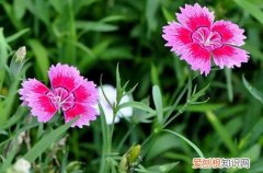 石竹花种子春天可以播种吗 石竹花种子什么时候播种？选这季节撒下一粒种子，可以收获一盆