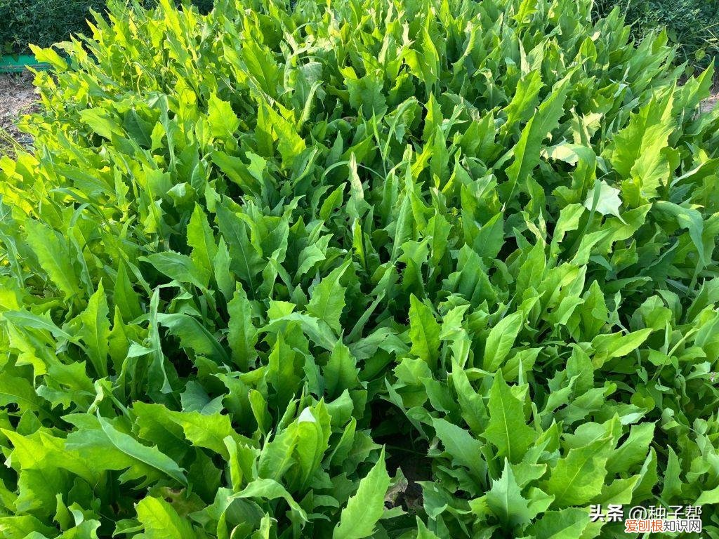 养兔种什么草最适合 ，养兔种植哪种草最好？