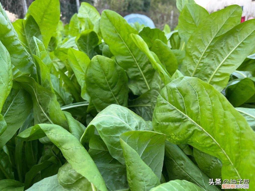 养兔种什么草最适合 ，养兔种植哪种草最好？