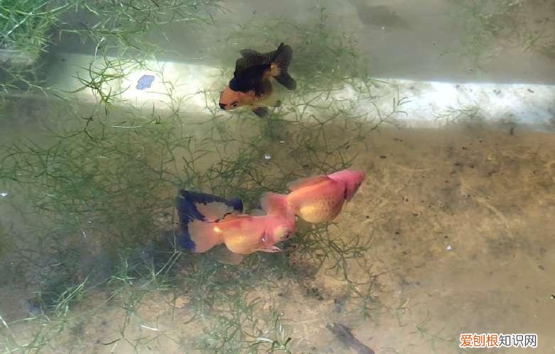金鱼处在繁殖期需要注意哪些问题呢 ，金鱼处在繁殖期需要注意哪些问题和措施？