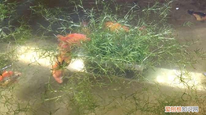 金鱼处在繁殖期需要注意哪些问题呢 ，金鱼处在繁殖期需要注意哪些问题和措施？