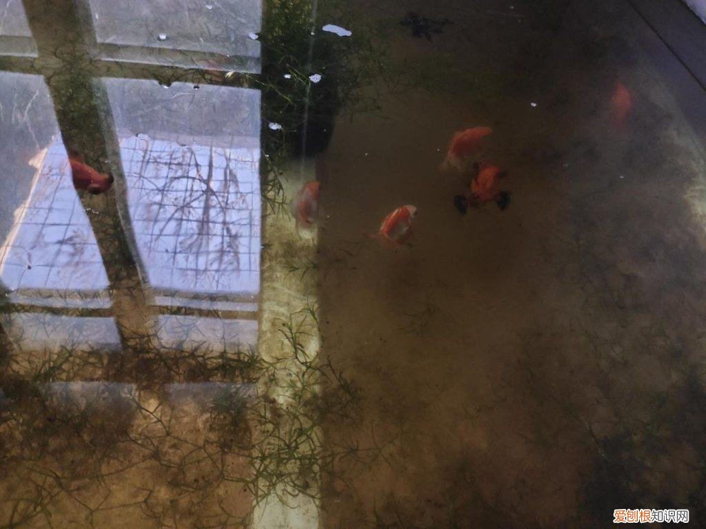 金鱼处在繁殖期需要注意哪些问题呢 ，金鱼处在繁殖期需要注意哪些问题和措施？