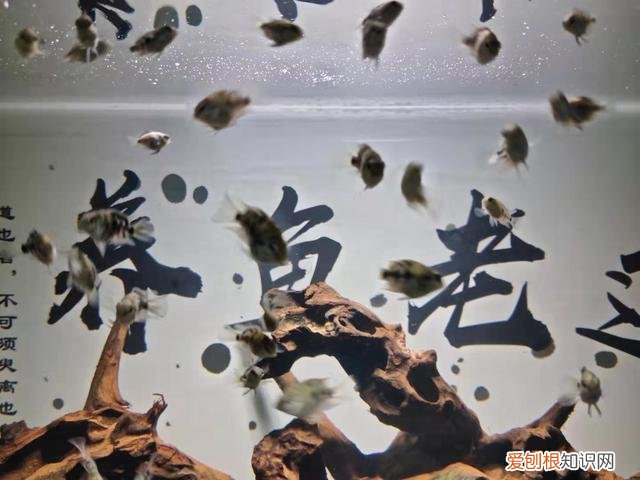 金鱼处在繁殖期需要注意哪些问题呢 ，金鱼处在繁殖期需要注意哪些问题和措施？