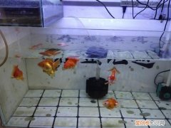 金鱼处在繁殖期需要注意哪些问题呢 ，金鱼处在繁殖期需要注意哪些问题和措施？