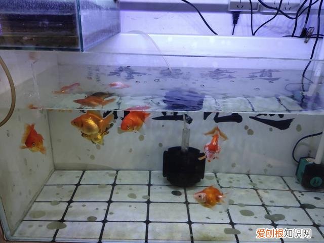 金鱼处在繁殖期需要注意哪些问题呢 ，金鱼处在繁殖期需要注意哪些问题和措施？
