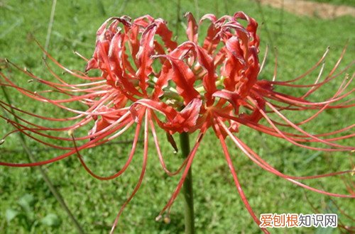 石蒜的种植方法及注意事项 石蒜怎么种植？注意这几项种植事项，就能轻松养好！