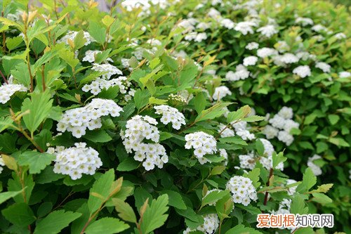 绣线菊修剪技巧 绣线菊怎么养护？注意这六点养护方法，花就开得多！