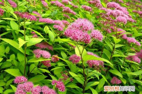 绣线菊修剪技巧 绣线菊怎么养护？注意这六点养护方法，花就开得多！
