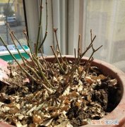 哪些植物冬天会落叶哪些植物冬天不会落叶 植物冬天落叶到现在还不长叶，怎么办？怎么判断