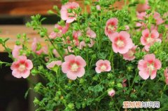 小木槿只长叶子不开花,是什么原因?怎么解决呢 小木槿只长叶子不开花，是什么原因？怎么解