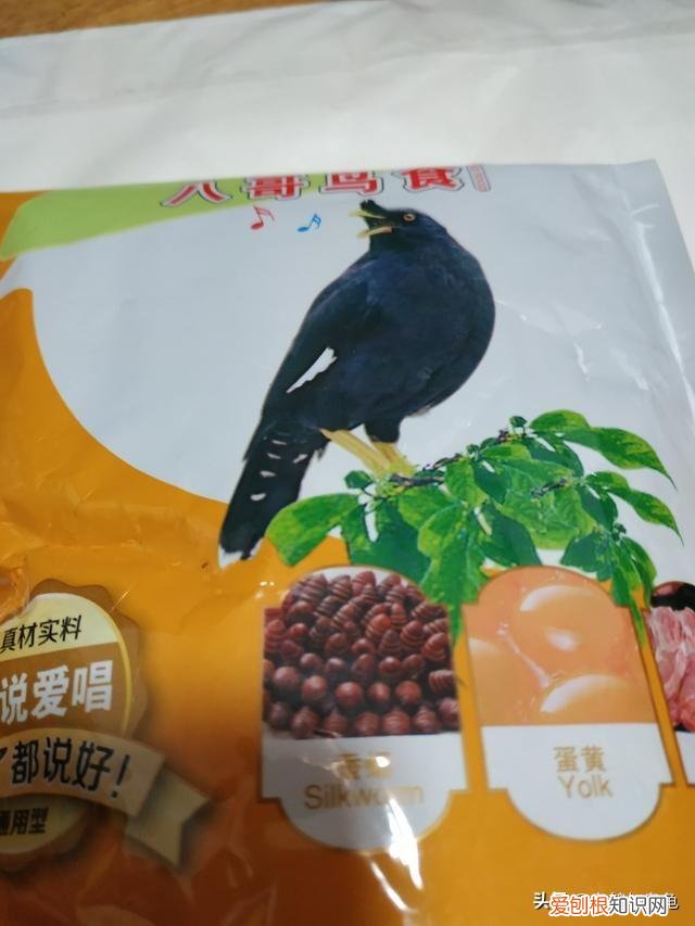 养一只乌鸫鸟犯法吗 ，乌鸫为什么要养三年？