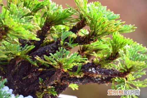 为什么卷柏养不活 卷柏如何种植？养不了几天就死了是什么原因？