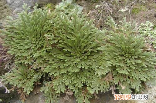 为什么卷柏养不活 卷柏如何种植？养不了几天就死了是什么原因？