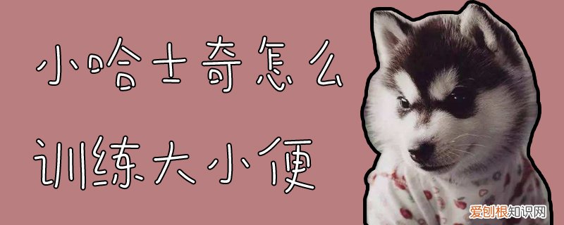 小哈士奇怎么训练大小便，怎样教哈士奇大小便