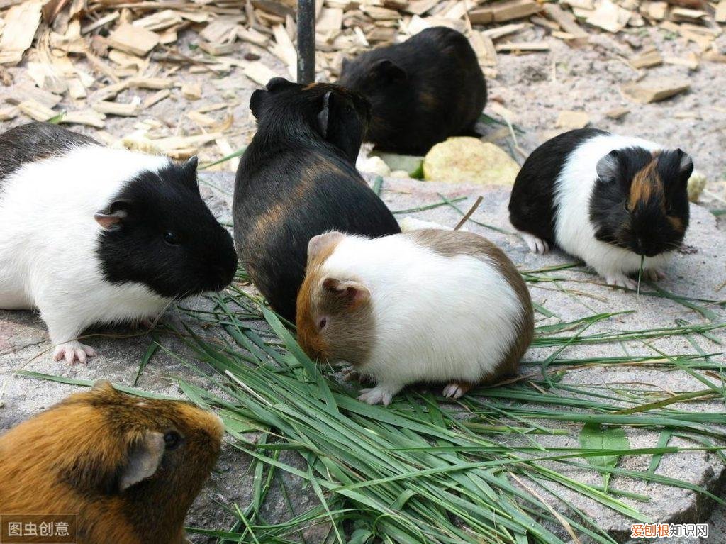 养豚鼠的好处 ，饲养豚鼠需要注意什么？
