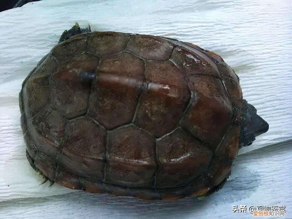 小乌龟冬天怎样养 ，小乌龟冬天饲养方法？