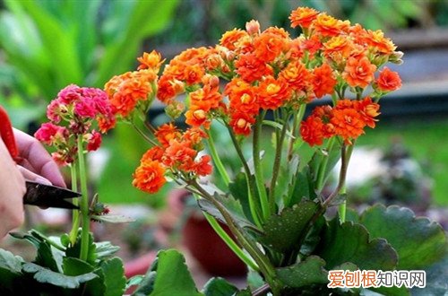 所有的花都需要修剪吗 这几种花别舍不得修剪，越剪花越多！